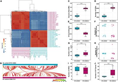 Genomic Insights Into the Interspecific Diversity and Evolution of Mobiluncus, a Pathogen Associated With Bacterial Vaginosis